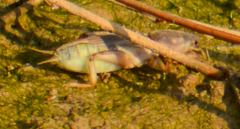 Neoscapteriscus borellii