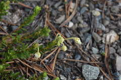 Phyllodoce glanduliflora