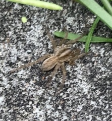 Trochosa