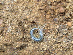 Cormocephalus