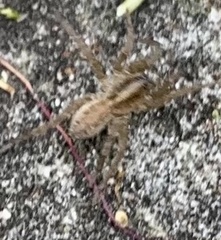 Trochosa