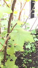 Ribes americanum