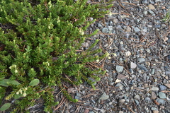 Phyllodoce glanduliflora