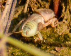 Neoscapteriscus borellii