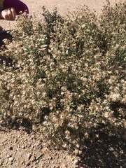 Heterotheca hirsutissima