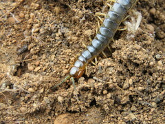 Cormocephalus