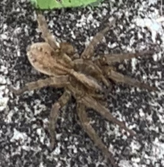 Trochosa
