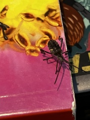Leptoglossus occidentalis