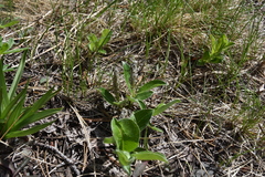 Salix arctica