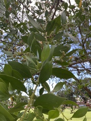 Conocarpus erectus