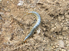 Cormocephalus