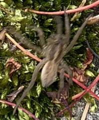 Trochosa