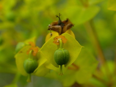 Euphorbia seguieriana