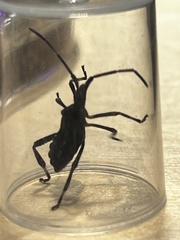 Leptoglossus occidentalis