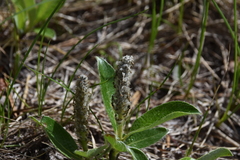 Salix arctica