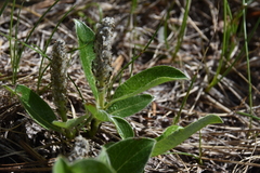 Salix arctica