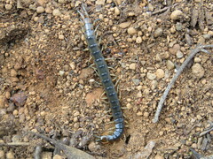 Cormocephalus
