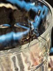 Leptoglossus occidentalis