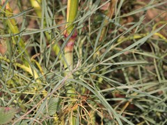 Peucedanum officinale