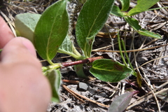 Salix arctica