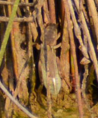 Neoscapteriscus borellii