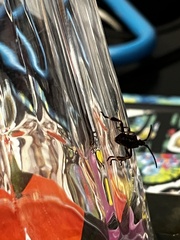 Leptoglossus occidentalis