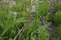 Gentianella amarella