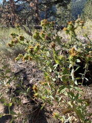 Grindelia subalpina