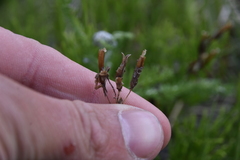 Gentianella amarella