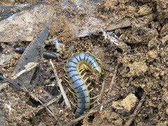 Cormocephalus