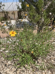 Wedelia hispida