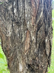 Conocarpus erectus