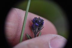 Veronica wormskjoldii