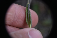 Veronica wormskjoldii