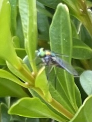 Condylostylus caudatus