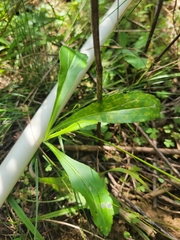 Coleosporium