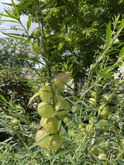 Gomphocarpus physocarpus