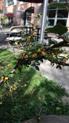 Cotoneaster simonsii