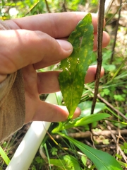 Coleosporium