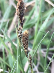Carex caryophyllea