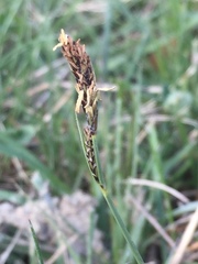Carex caryophyllea