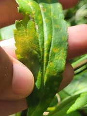 Coleosporium
