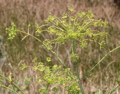 Peucedanum officinale
