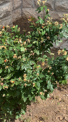 Rhododendron calendulaceum