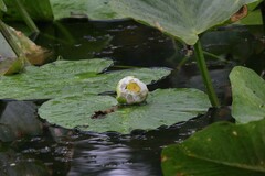 Nuphar advena
