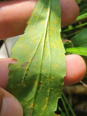 Coleosporium