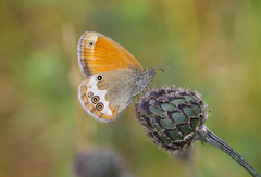 Coenonympha arcania