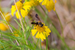 Dieunomia nevadensis bakeri