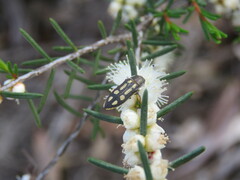 Castiarina crocicolor