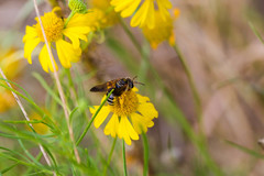 Dieunomia nevadensis bakeri